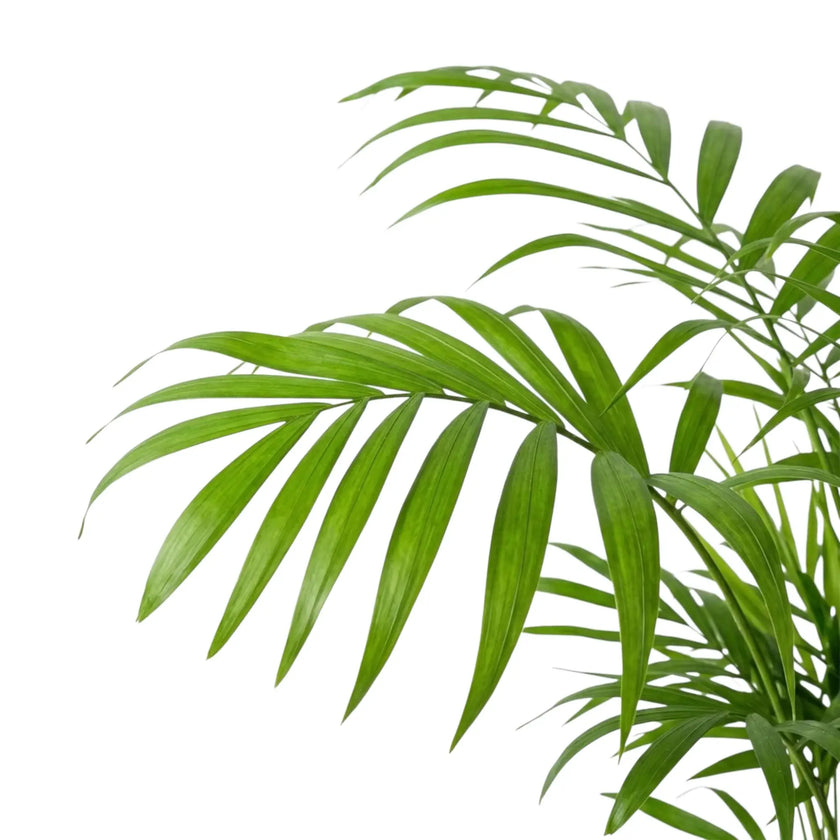 Arching Chamaedorea elegans palm frond with evenly spaced slender green leaflets