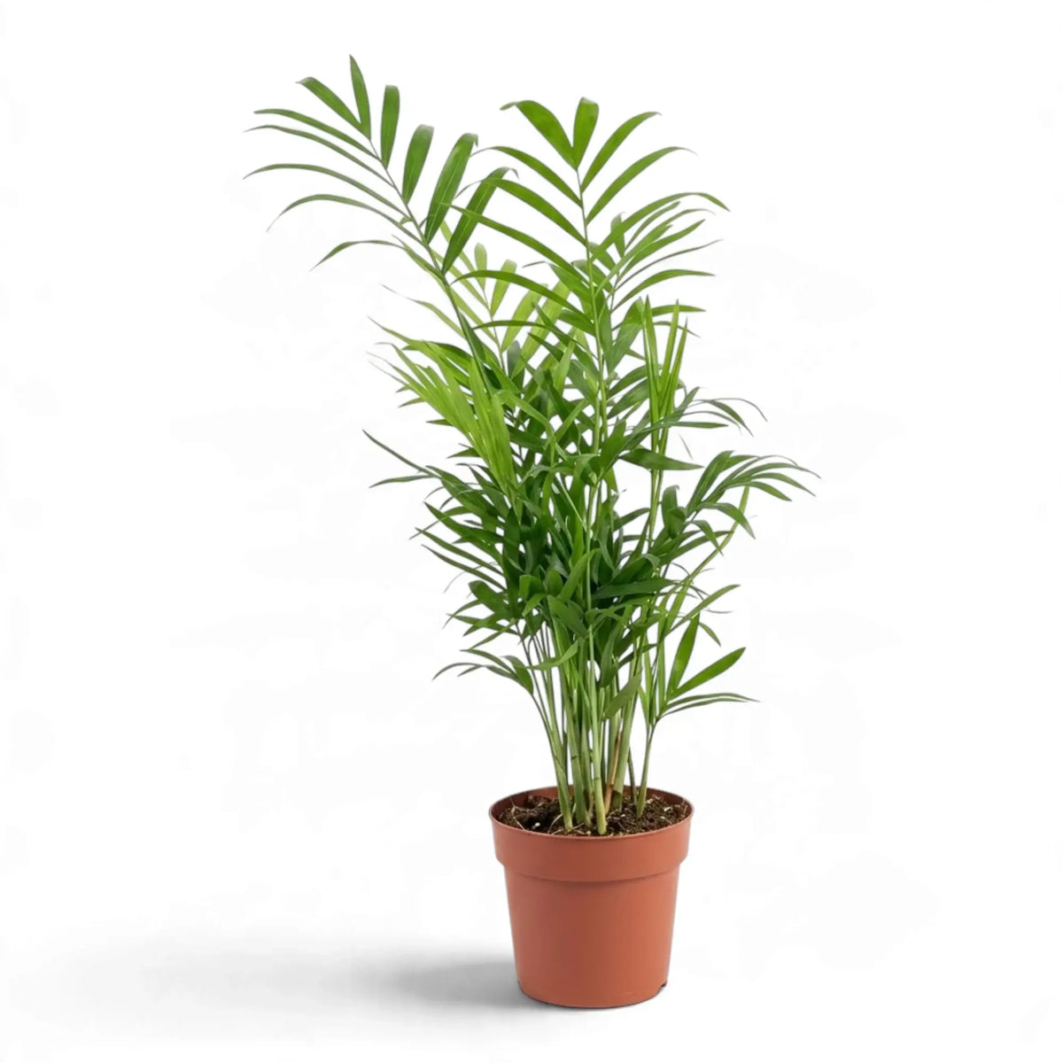Bergpalme (Chamaedorea elegans) im orangefarbenen Kulturtopf mit dünnen Stielen und weit aufgefächerten grünen Wedeln