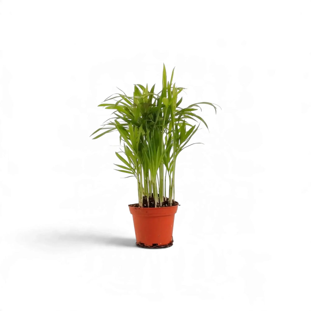 Kleine Chamaedorea elegans im orangefarbenen Kulturtopf mit aufrechten, hellgrünen Palmwedeln