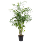 Chamaedorea seifrizii potted plant in nursery pot on white background.