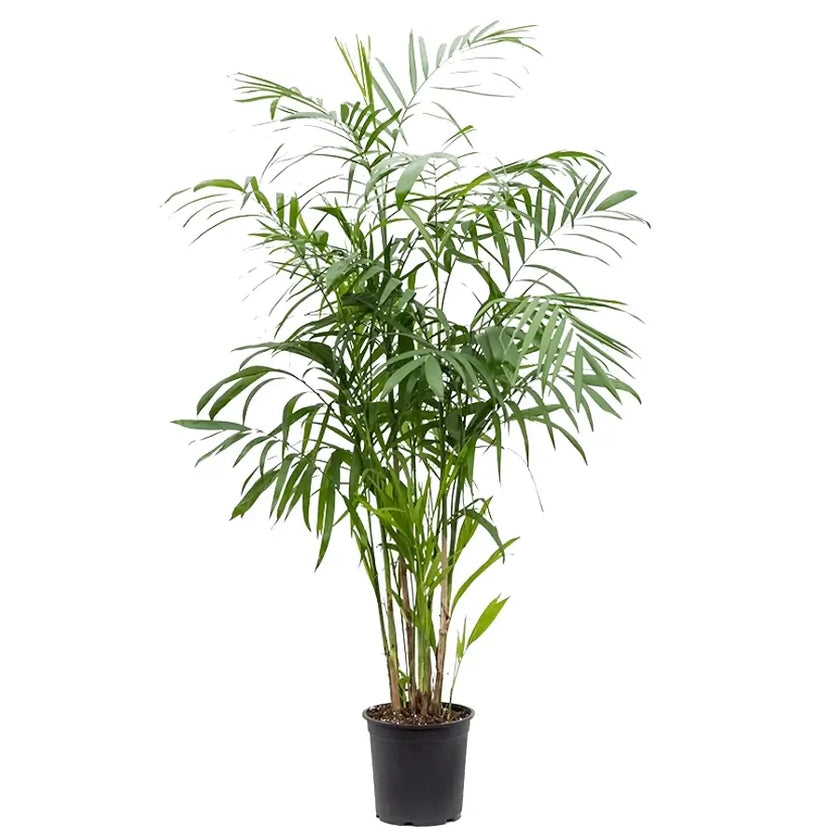 Chamaedorea seifrizii potted plant in nursery pot on white background.