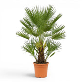 Chamaerops humilis European fan palm extra large plant in a nursery pot.