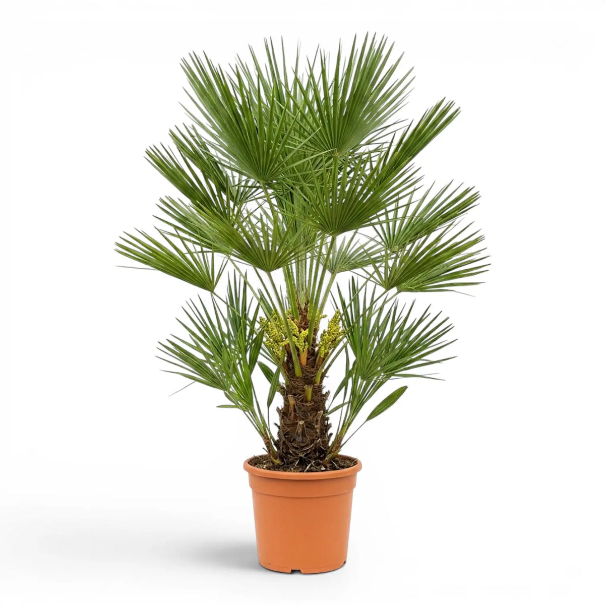 Chamaerops humilis European fan palm extra large plant in a nursery pot.