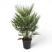 Chamaerops humilis European fan palm extra large plant in a nursery pot.