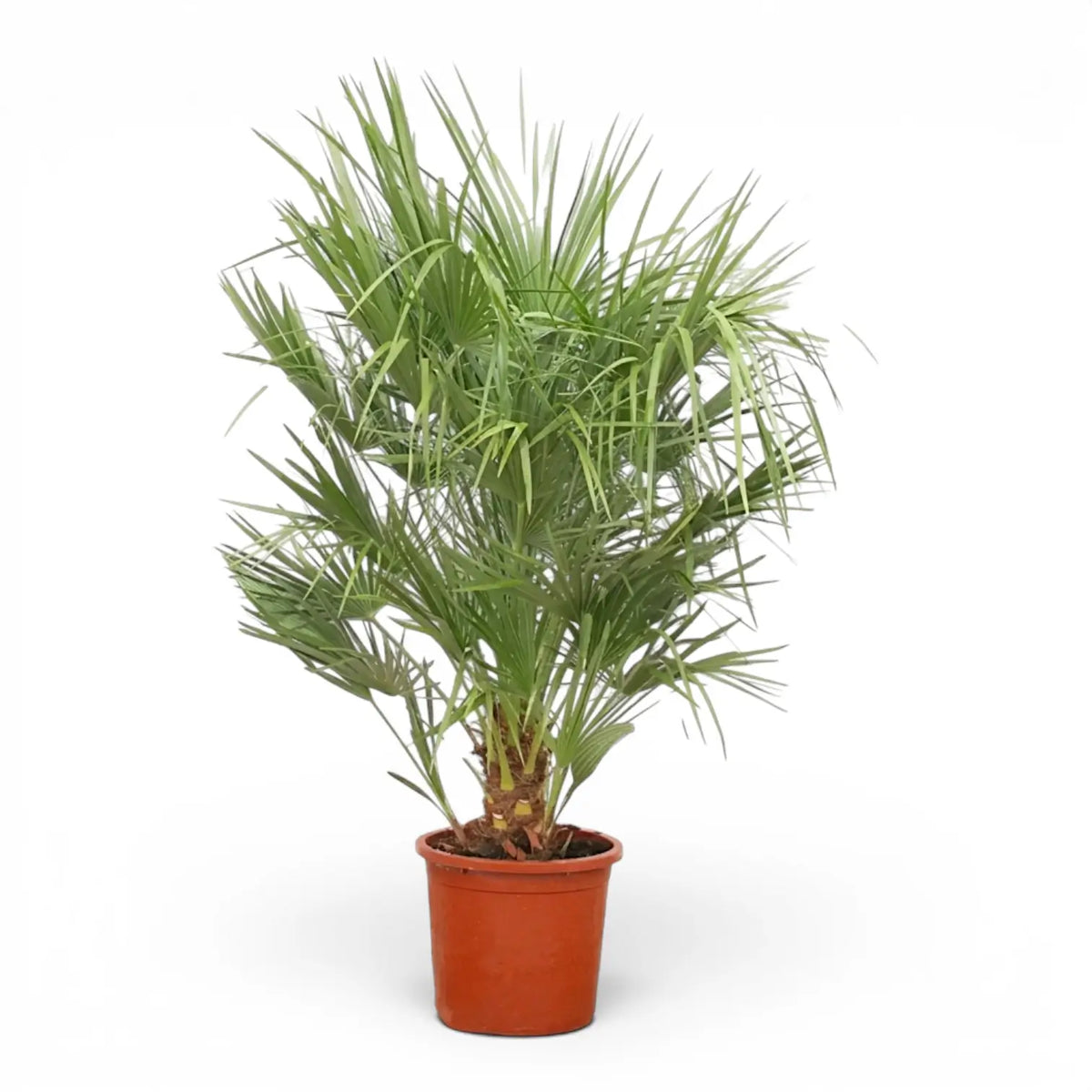 Chamaerops humilis European fan palm extra large plant in a nursery pot.