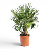 Chamaerops humilis European fan palm extra large plant in a nursery pot.