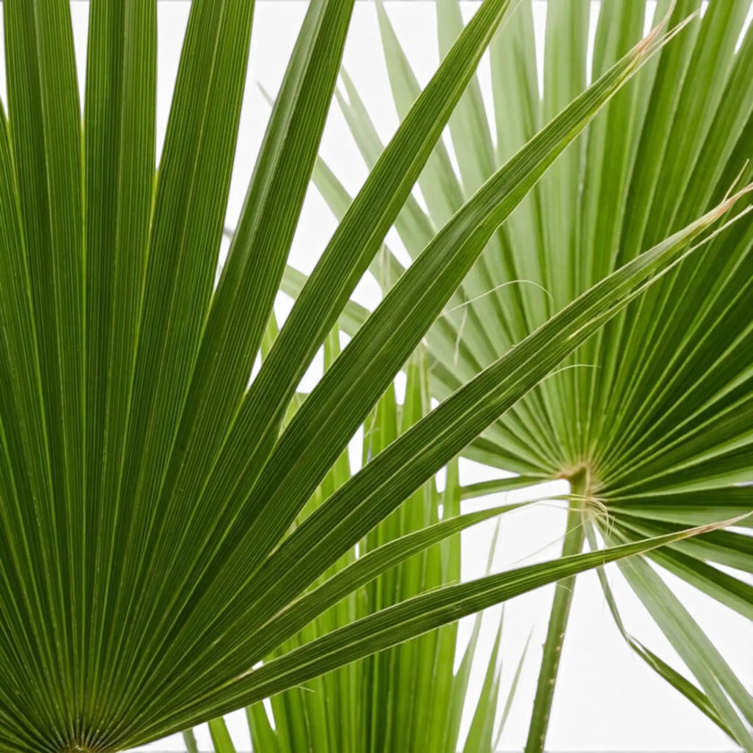 Chamaerops humilis European fan palm foliage close-up with fan-shaped fronds.