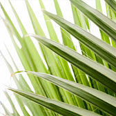 Chamaerops humilis European fan palm foliage close-up with fan-shaped fronds.