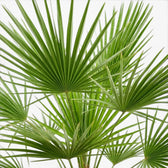 Chamaerops humilis European fan palm foliage close-up with fan-shaped fronds.
