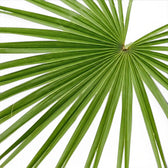 Chamaerops humilis European fan palm foliage close-up with fan-shaped fronds.