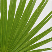 Chamaerops humilis European fan palm foliage close-up with fan-shaped fronds.