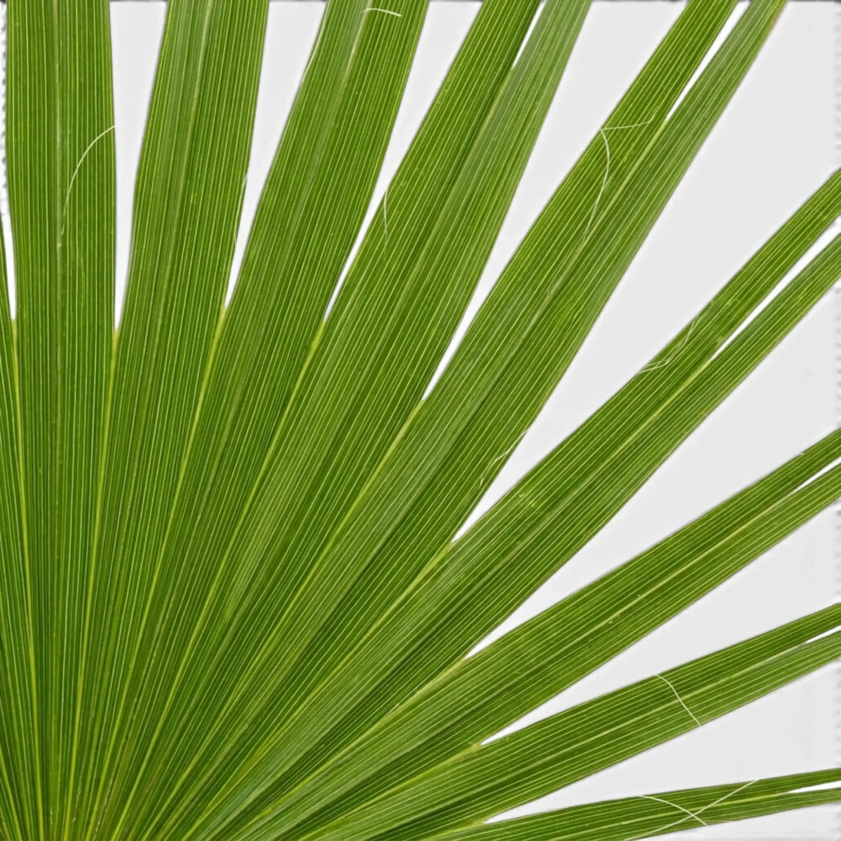 Chamaerops humilis European fan palm foliage close-up with fan-shaped fronds.