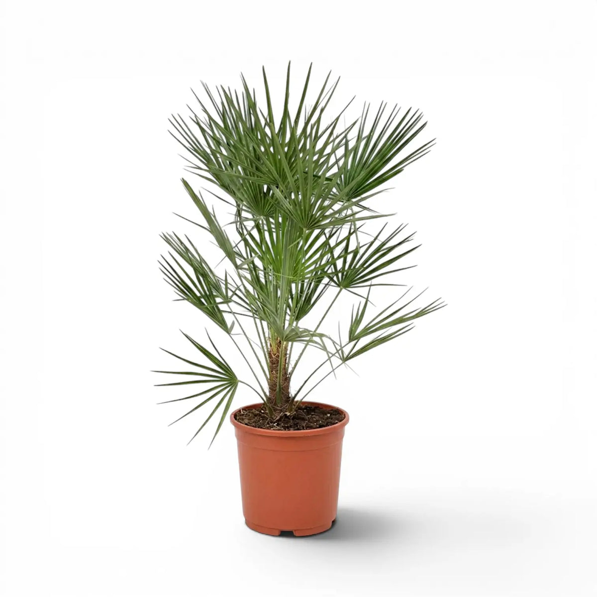 Chamaerops humilis European fan palm large plant in a nursery pot.