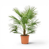 Chamaerops humilis European fan palm large plant in a nursery pot.