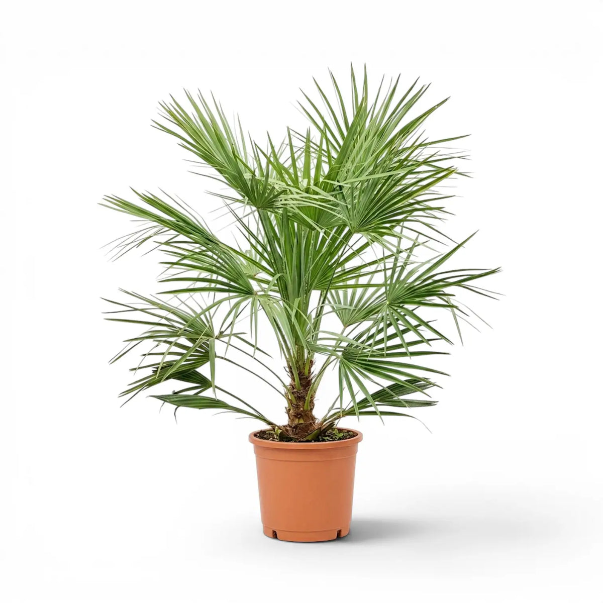 Chamaerops humilis European fan palm large plant in a nursery pot.
