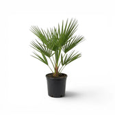 Chamaerops humilis European fan palm medium plant in a nursery pot.