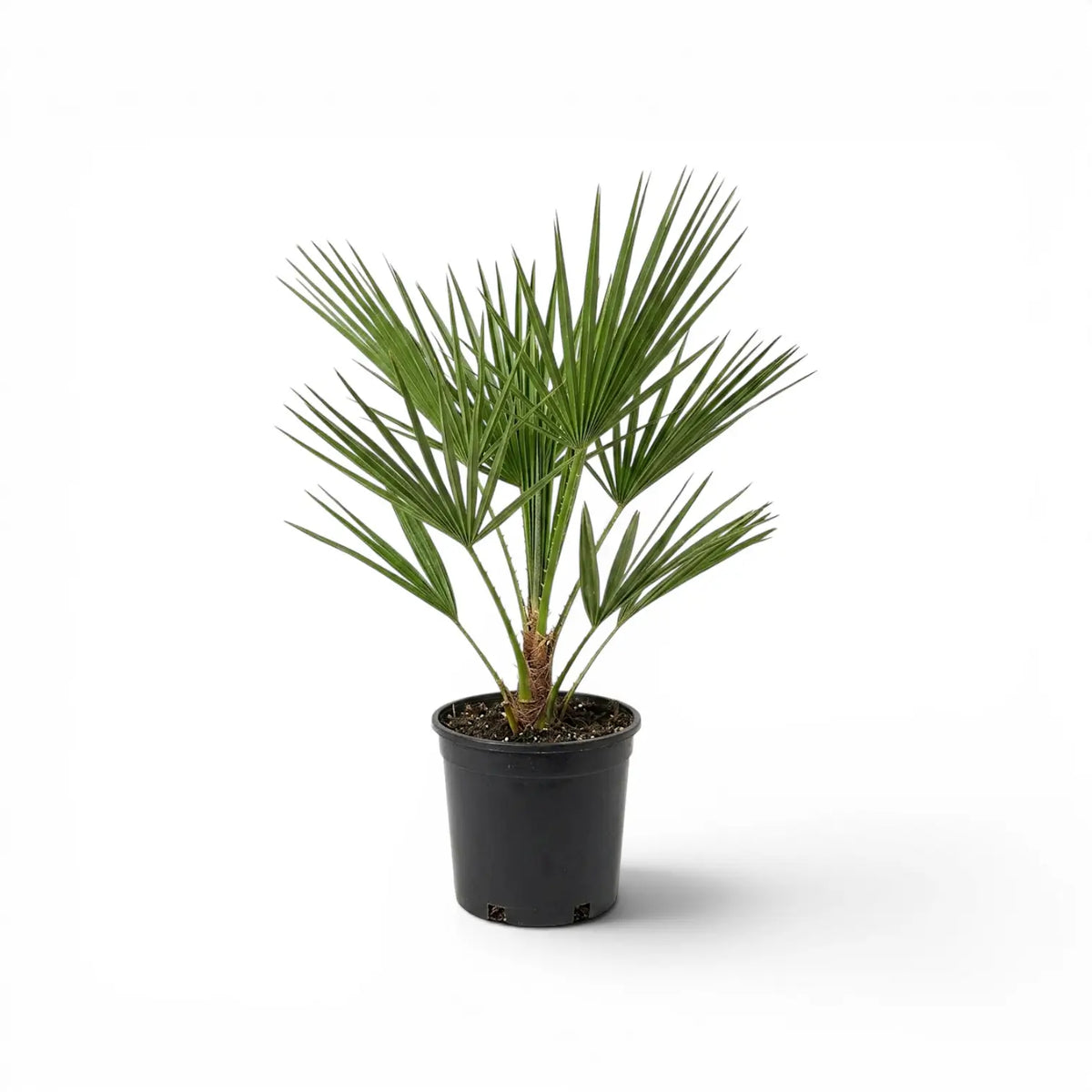 Chamaerops humilis European fan palm medium plant in a nursery pot.