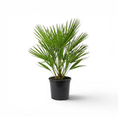 Chamaerops humilis European fan palm medium plant in a nursery pot.