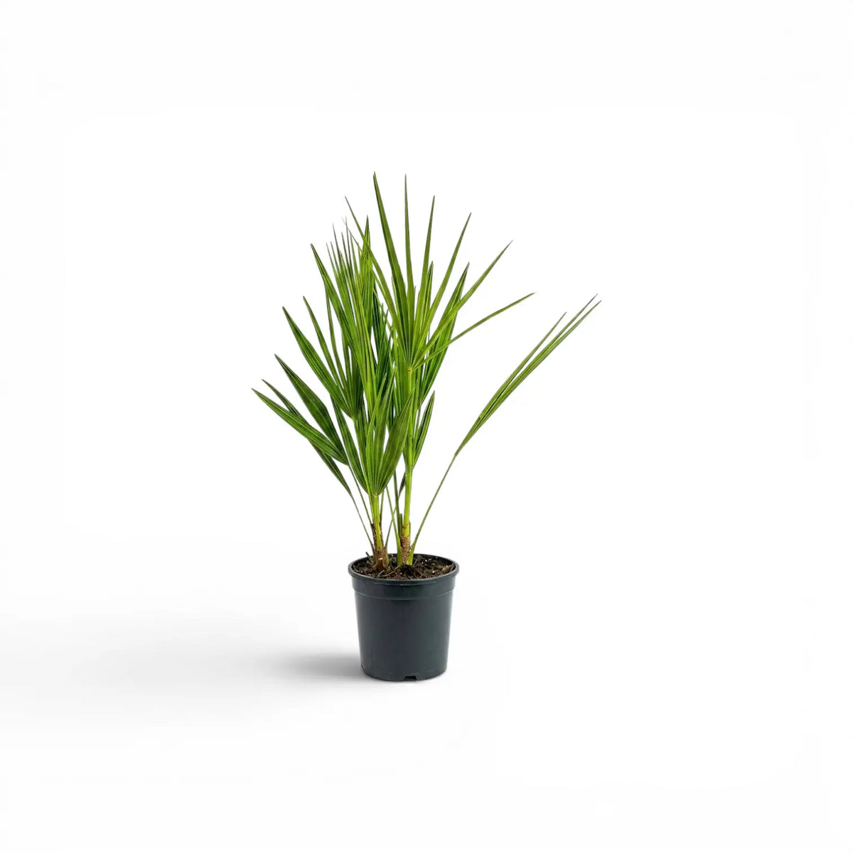 Chamaerops humilis European fan palm small plant in a nursery pot.
