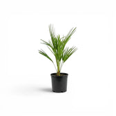 Chamaerops humilis European fan palm small plant in a nursery pot.