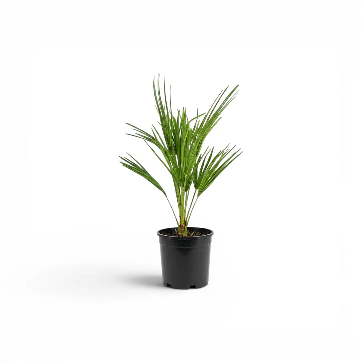 Chamaerops humilis European fan palm small plant in a nursery pot.