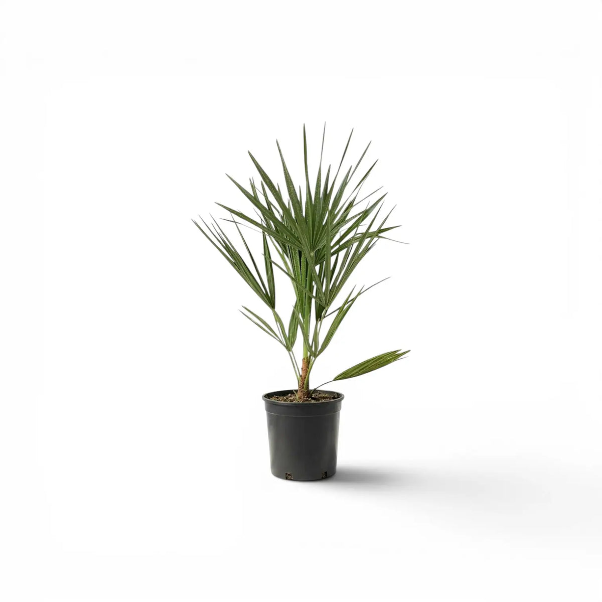 Chamaerops humilis European fan palm small plant in a nursery pot.