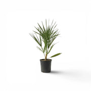 Chamaerops humilis European fan palm small plant in a nursery pot.