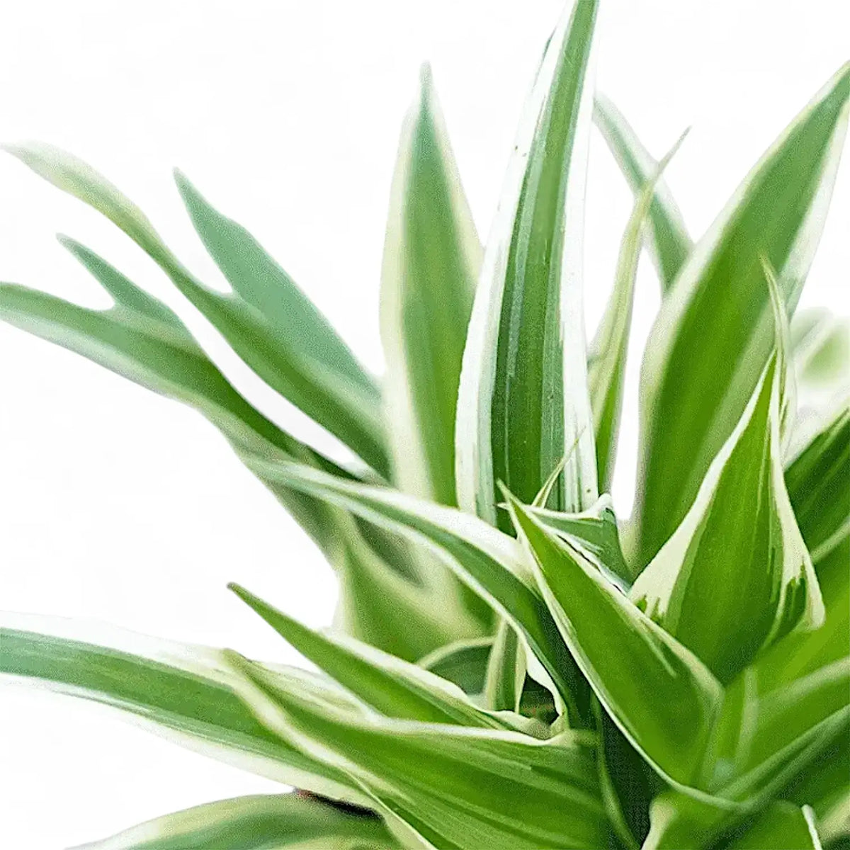 Chlorophytum comosum 'Ocean' leaf detail on white background.