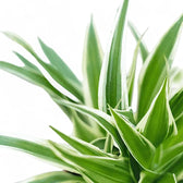 Chlorophytum comosum 'Ocean' leaf detail on white background.