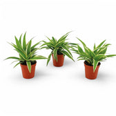 Chlorophytum comosum 'Ocean' potted plant in nursery pot on white background.
