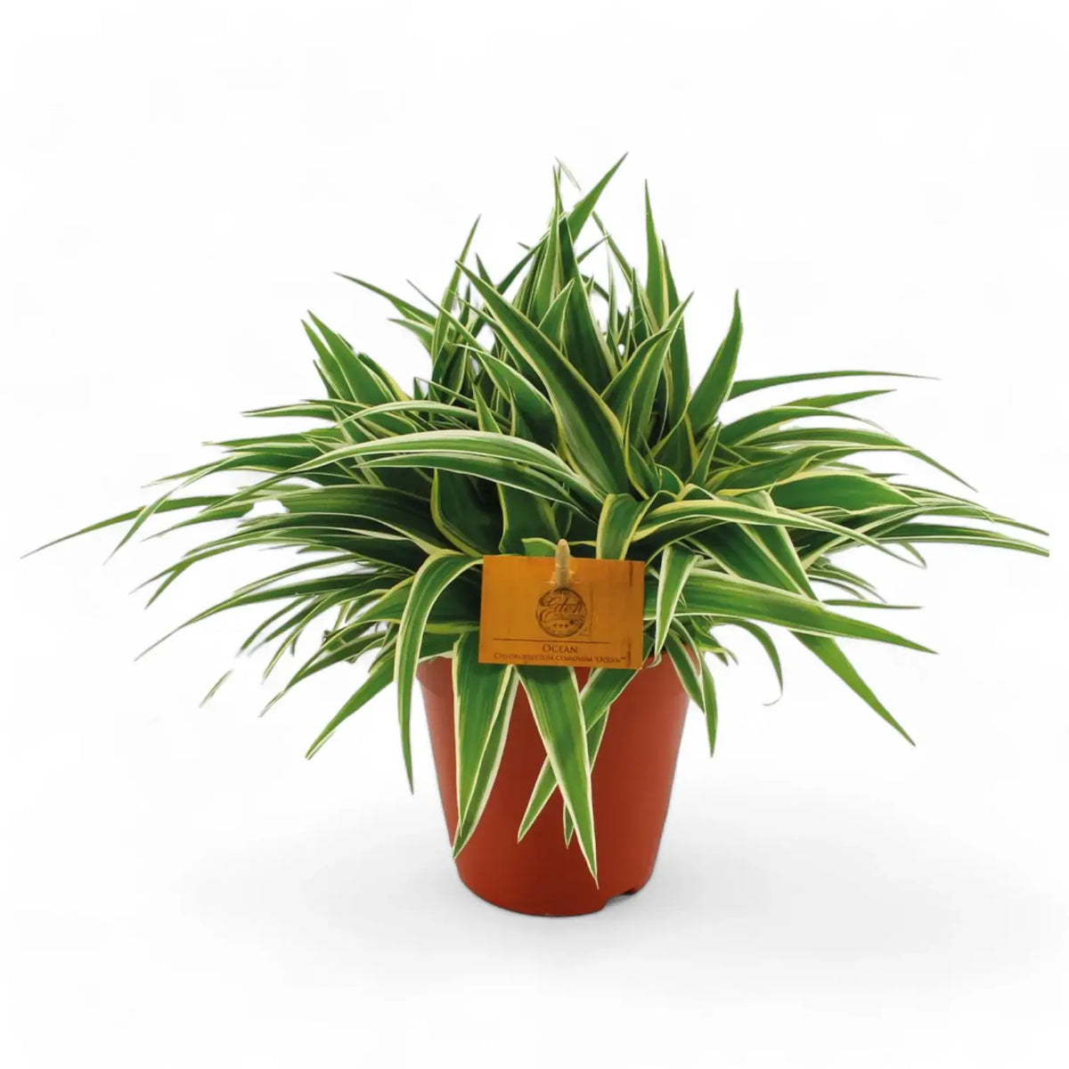 Chlorophytum comosum 'Ocean' potted plant in nursery pot on white background.
