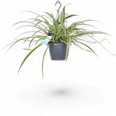 Chlorophytum comosum 'Ocean' potted plant in nursery pot on white background.