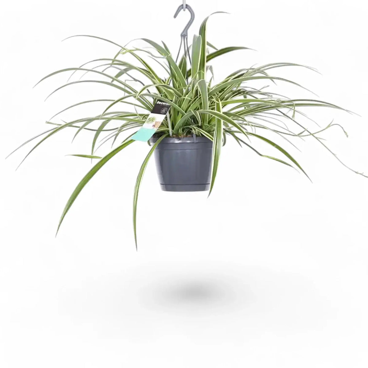 Chlorophytum comosum 'Ocean' potted plant in nursery pot on white background.