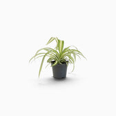 Chlorophytum comosum ‘Variegatum’ – Jungpflanze mit grünen Blättern und weißen Blatträndern