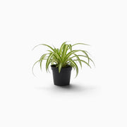 Chlorophytum comosum ‘Variegatum’ – Jungpflanze mit grünen Blättern und weißen Blatträndern