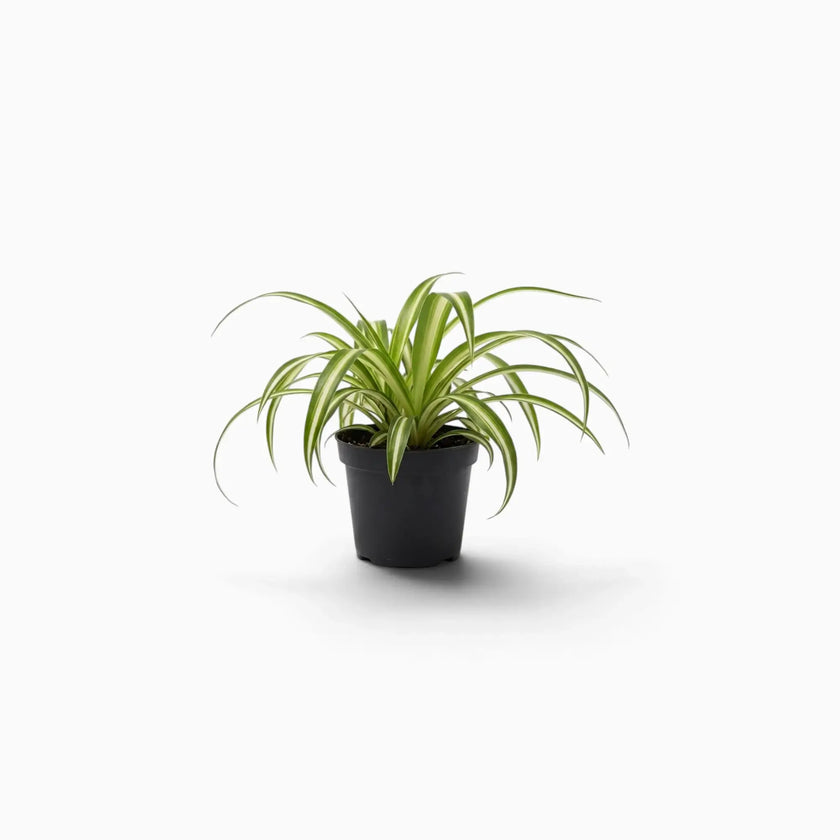 Chlorophytum comosum ‘Variegatum’ baby plant with green leaves and white margins