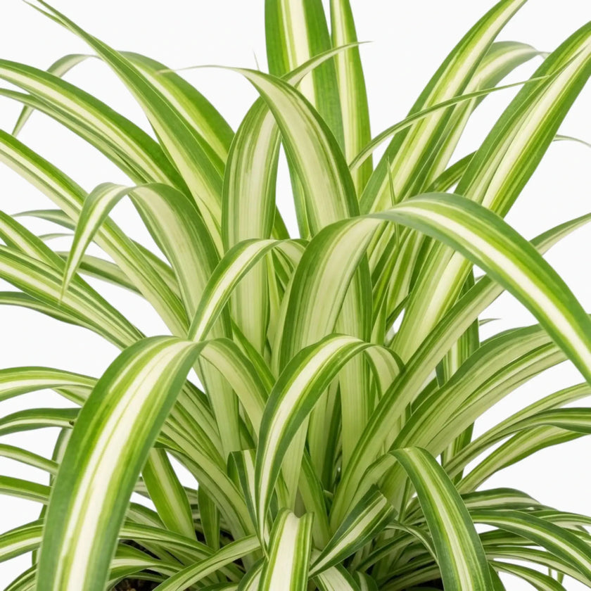 Chlorophytum comosum ‘Variegatum’ foliage close-up with green leaves and white margins