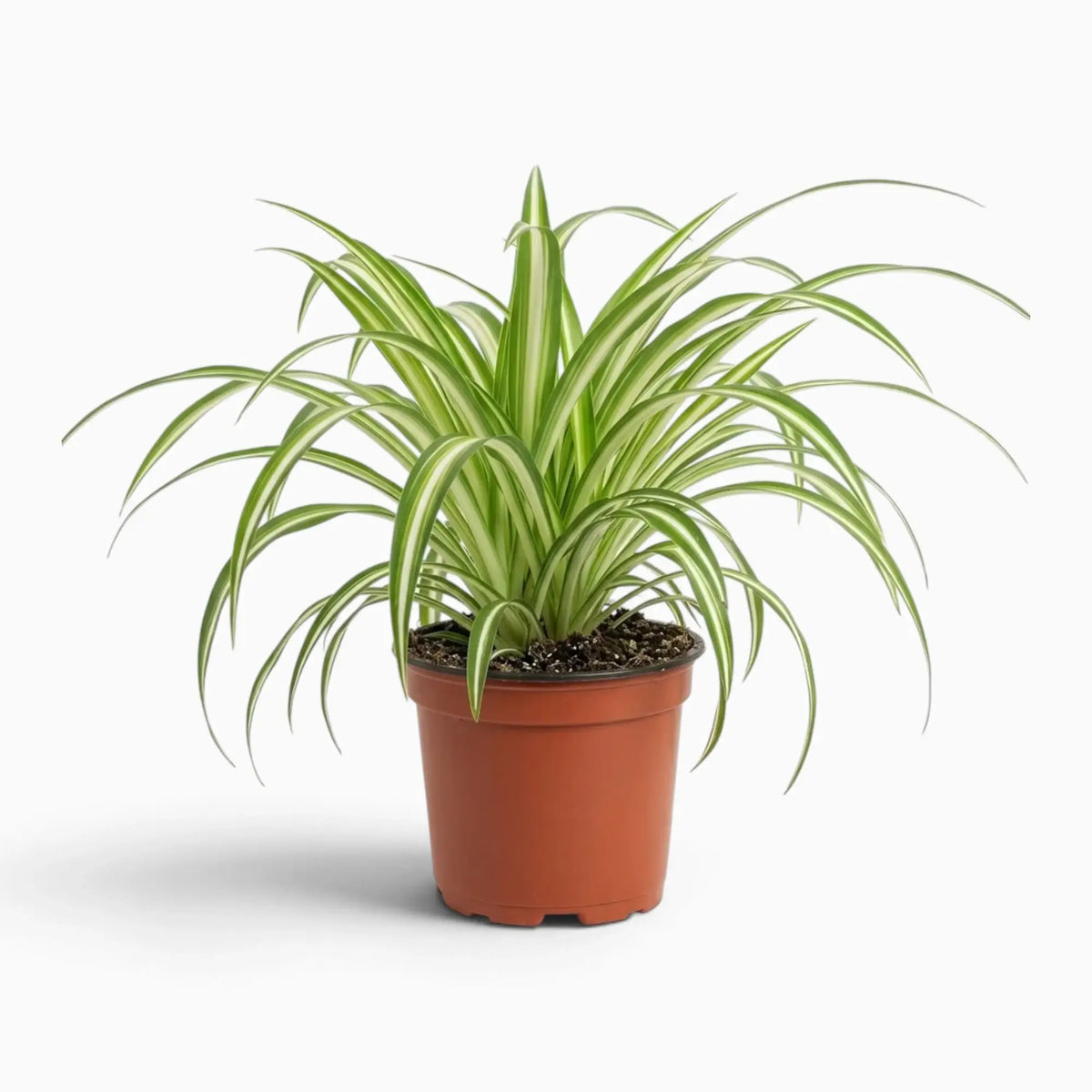 Chlorophytum comosum ‘Variegatum’ – mittelgroße Pflanze mit grünen Blättern und weißen Blatträndern