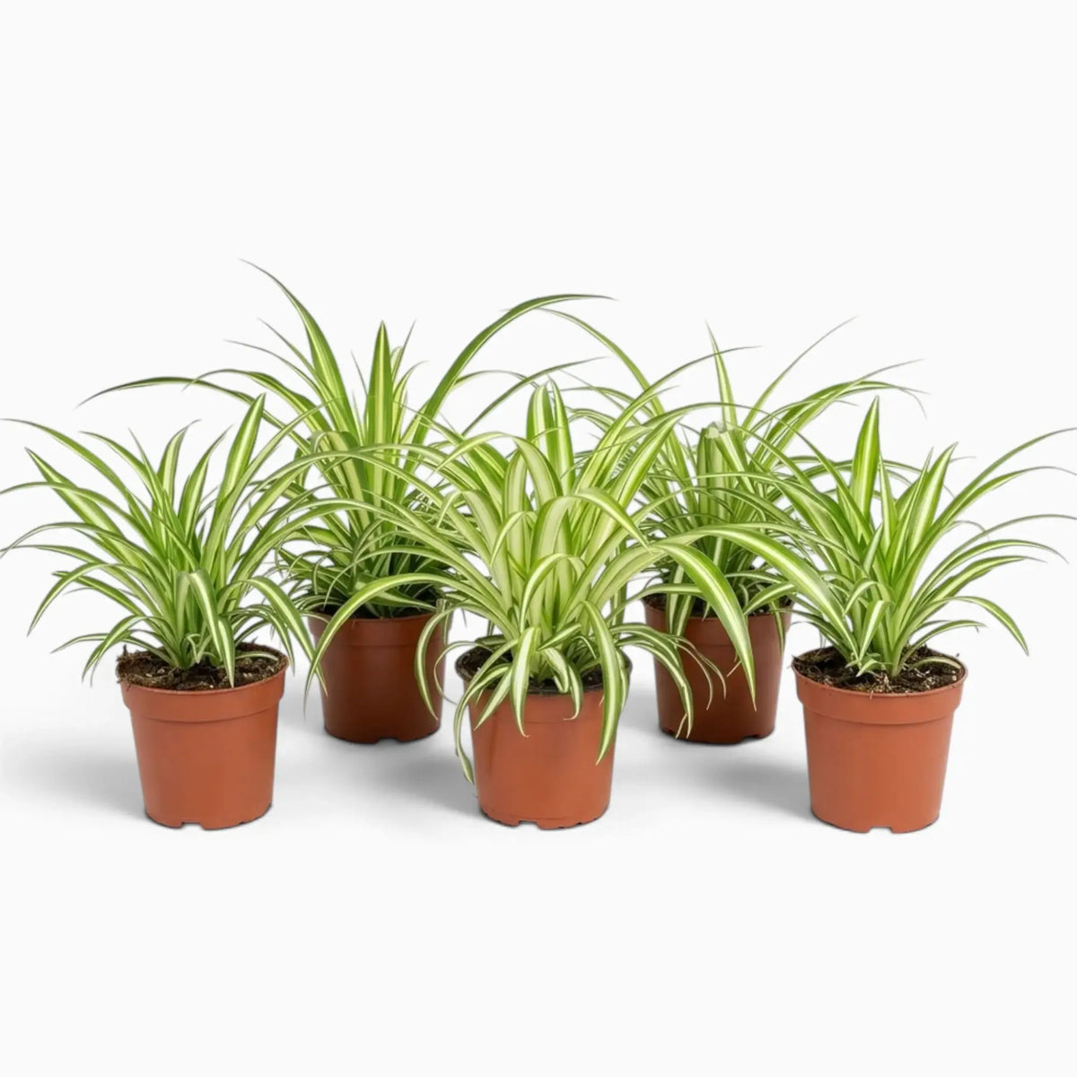 Chlorophytum comosum ‘Variegatum’ – mittelgroße Pflanze mit grünen Blättern und weißen Blatträndern