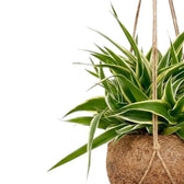 Chlorophytum 'Ocean' with white-edged green leaves above a hanging coconut-fibre planter