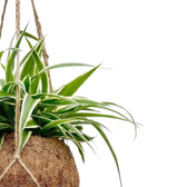 Arching striped leaves of Chlorophytum 'Ocean' spilling over its coconut-fibre ball