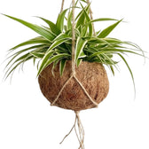 Chlorophytum 'Ocean' spider plant in a round hanging coconut-fibre Kokodama
