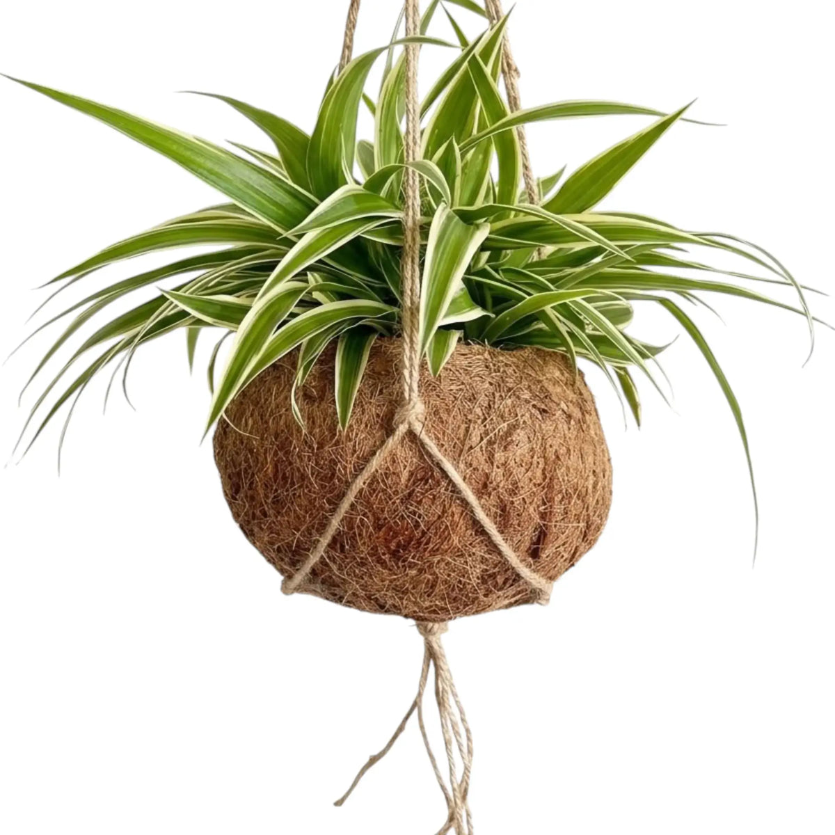 Chlorophytum 'Ocean' spider plant in a round hanging coconut-fibre Kokodama