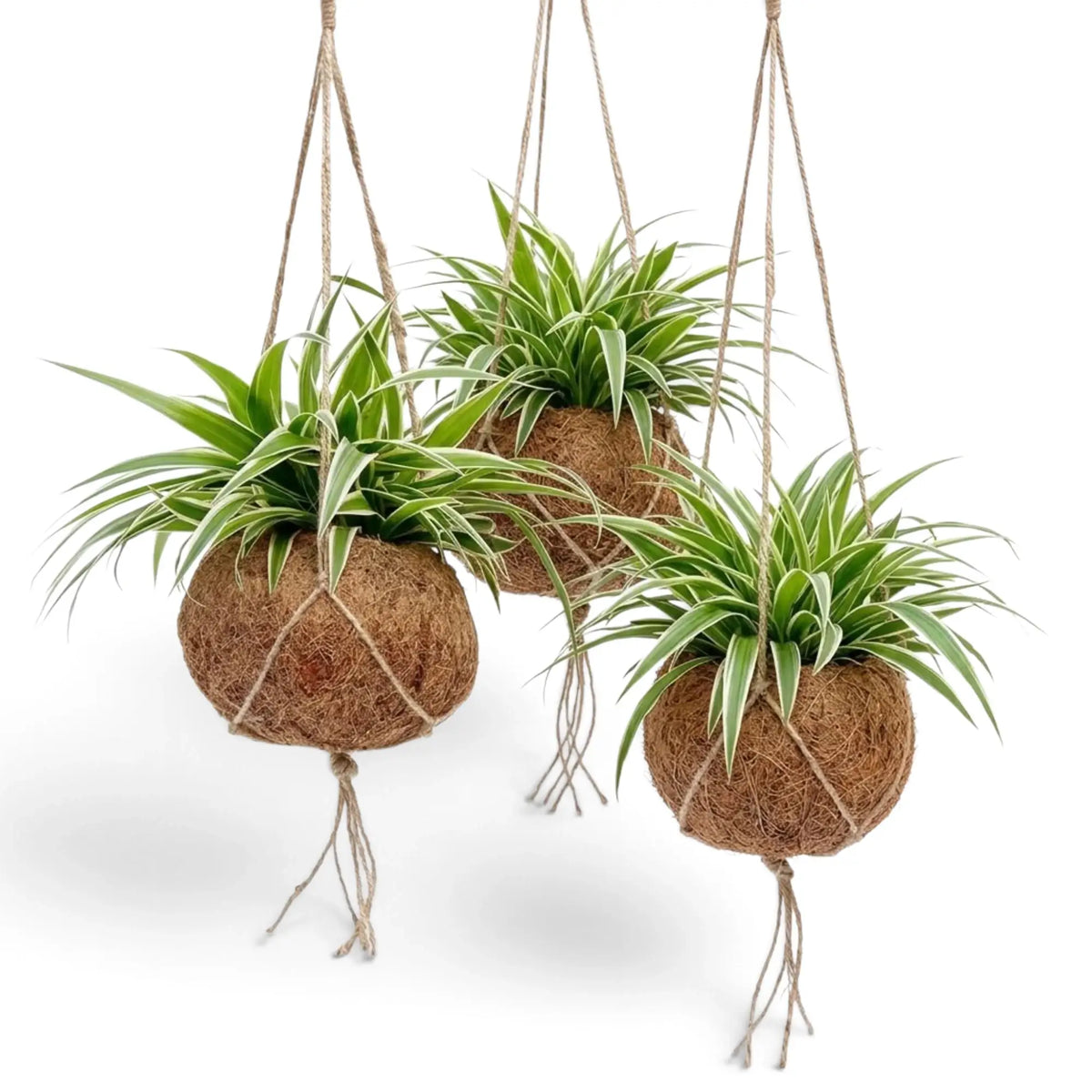 Three Chlorophytum 'Ocean' Kokodama planters with arching green-and-cream foliage
