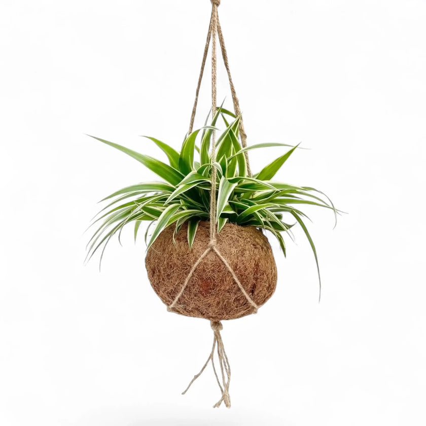 Hanging Chlorophytum 'Ocean' with striped leaves and a round coconut-fibre ball