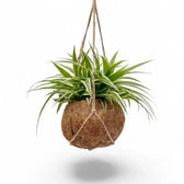 Hanging Chlorophytum 'Ocean' with arching striped leaves in a round Kokodama