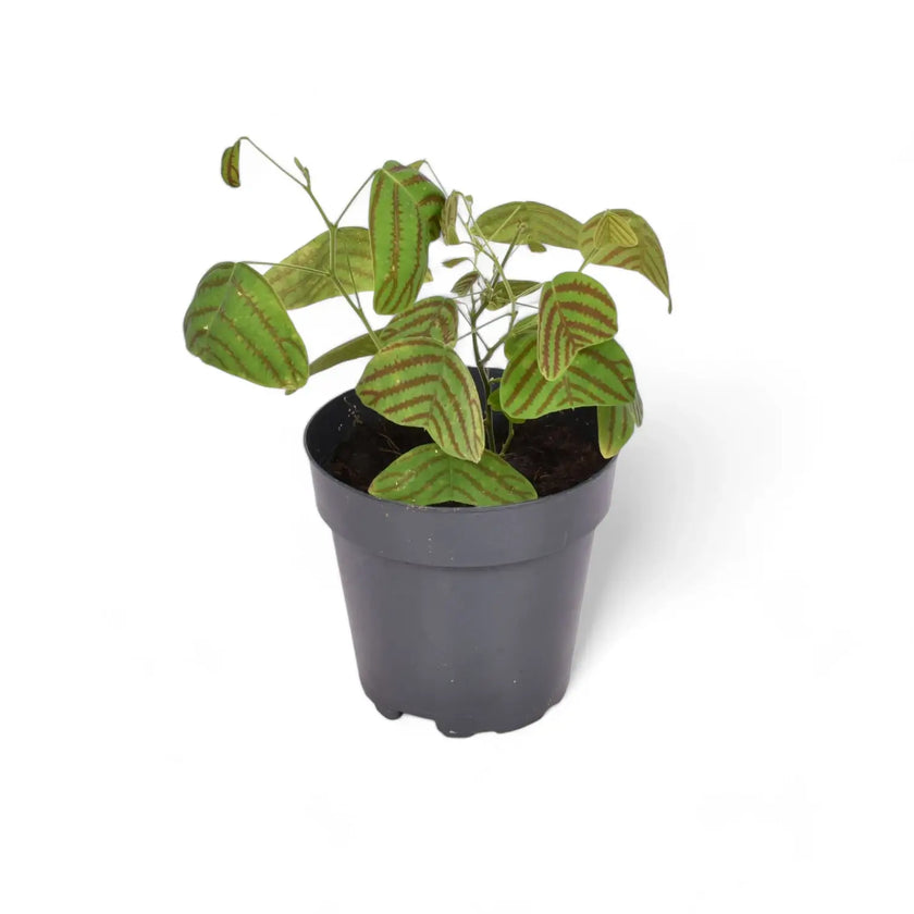Christia obcordata potted plant in nursery pot on white background.