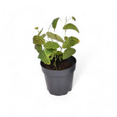 Christia obcordata potted plant in nursery pot on white background.