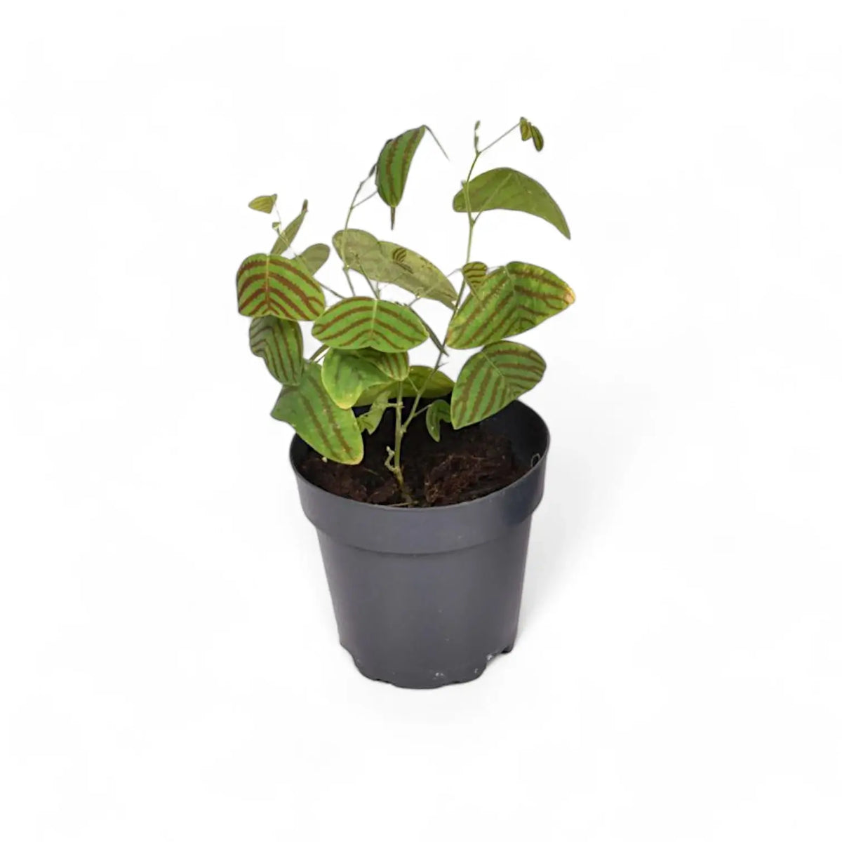 Christia obcordata potted plant in nursery pot on white background.
