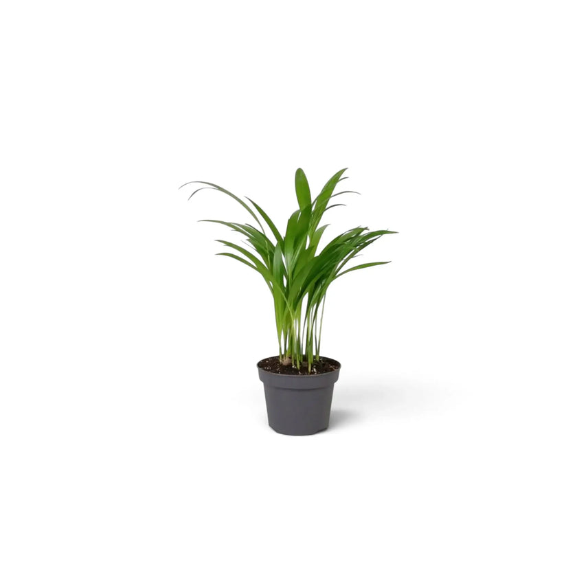 Baby Chrysalidocarpus lutescens with yellow-green canes and arching fronds